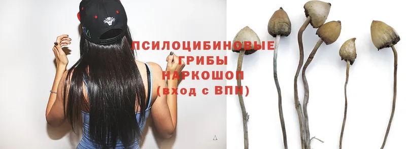 Галлюциногенные грибы Psilocybe  Всеволожск 